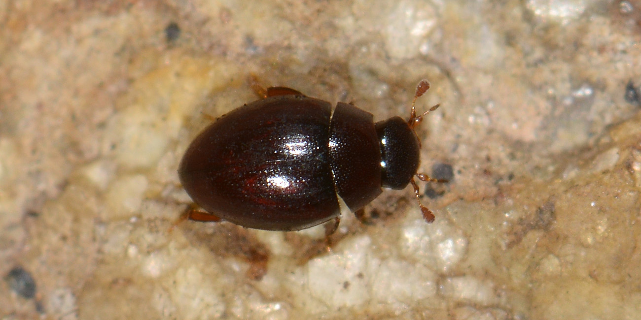 Hydrophilidae: Cercyon convexiusculus?